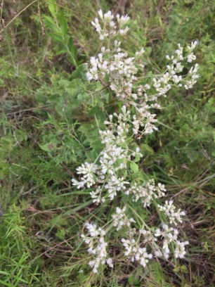 white throated flower